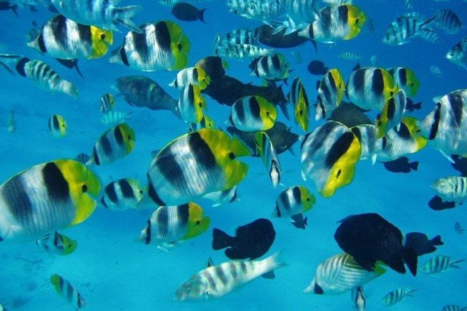 Small group snorkeling (5 people max): wrecks & tropical fishes at 1:00pm - Why this Tahiti snorkel trip is worth considering