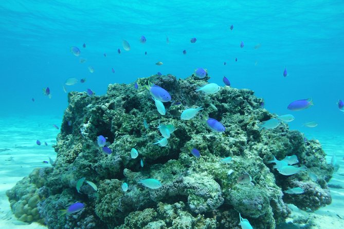 Small group snorkeling (5 people max): wrecks & tropical fishes at 1:00pm - Captain Benoit’s guiding style