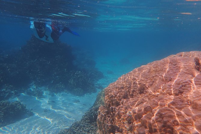 Small group snorkeling (5 people max): wrecks & tropical fishes at 10:30am - Coral gardens beyond the wrecks