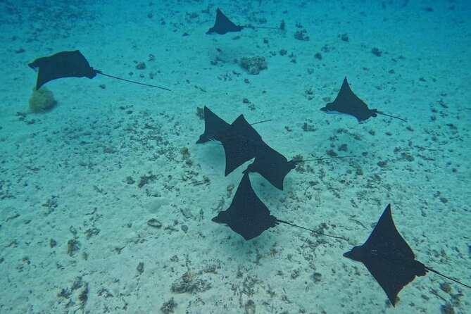 Snorkeling EN Small Group Tour in Tahiti - A small boat makes Tahiti’s water time better