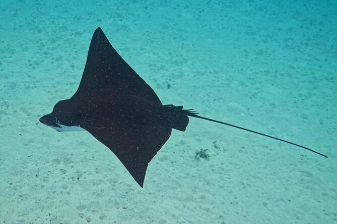 Snorkeling EN Small Group Tour in Tahiti - Eagle rays near Faa’a