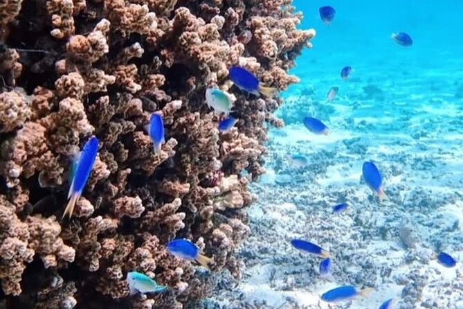 Snorkeling EN Small Group Tour in Tahiti - Coral gardens and wrecks close to Papeete