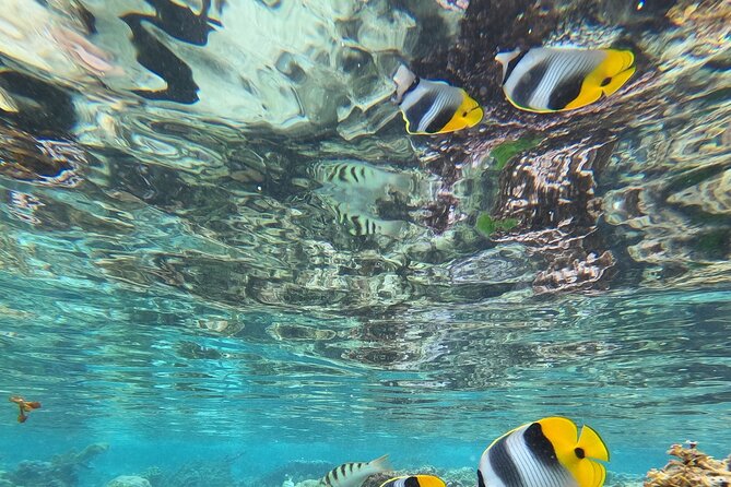 Snorkeling EN Small Group Tour in Tahiti - Equipment, food, and the practical details