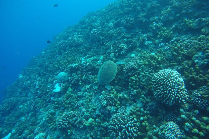 Snorkeling EN Underwater Scooter in Tahiti - Coral, turtles, rays, and lagoon sharks