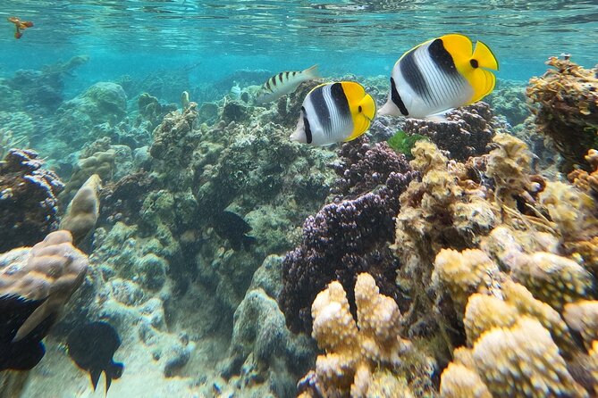 Snorkeling EN Underwater Scooter in Tahiti - What the three hours feel like