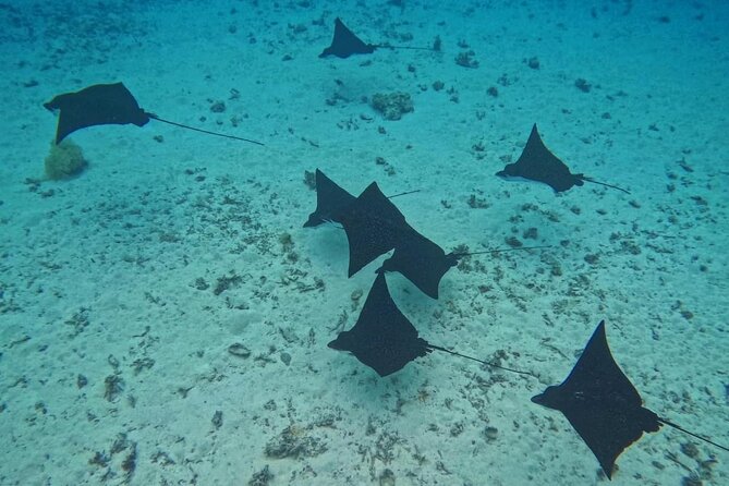 Snorkeling EN Underwater Scooter in Tahiti - Who should book this Tahiti snorkeling tour?