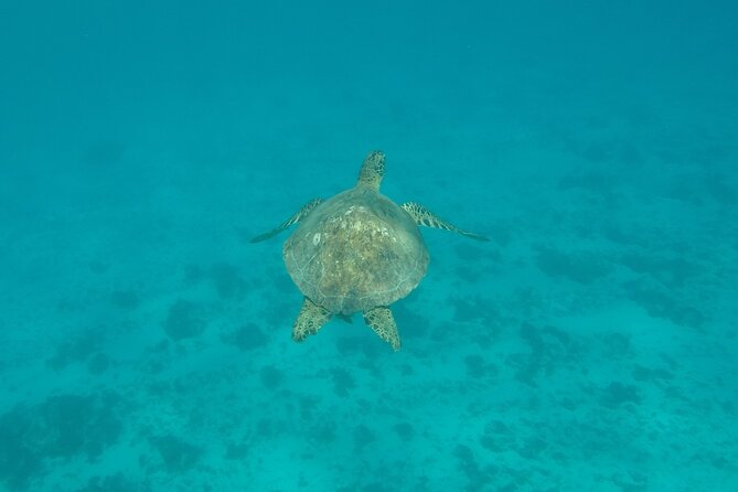 Snorkeling excursion and encounter with marine fauna in Moorea - Local stories add more than scenery