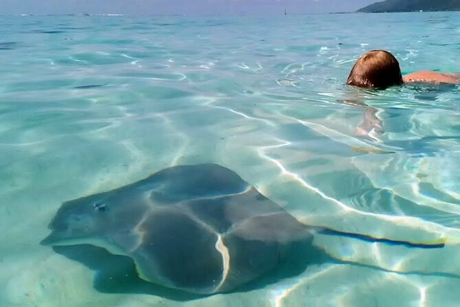 Snorkeling excursion and encounter with marine fauna in Moorea - What the $131.18 price includes