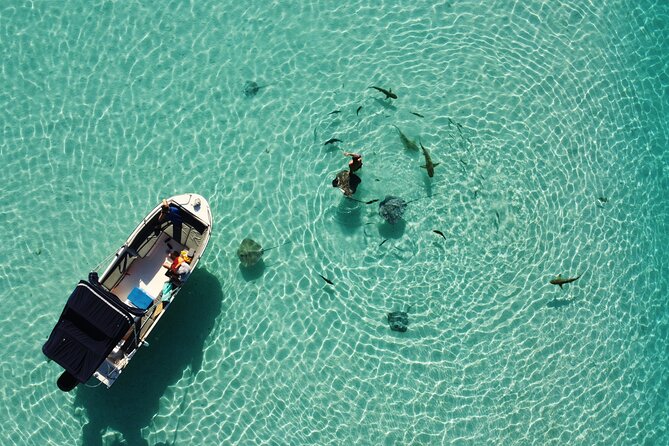 Snorkeling excursion, discovery of the lagoon, small group. - Four hours, four ways to see Moorea’s lagoon
