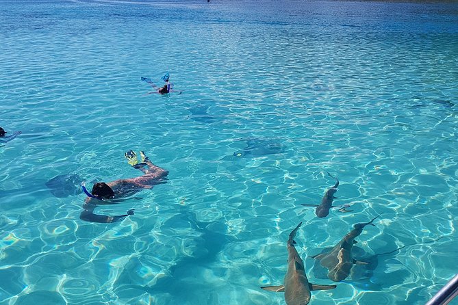 Snorkeling excursion, discovery of the lagoon, small group. - Turtle watching by slow tow