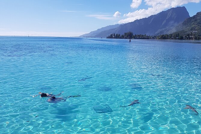Snorkeling excursion, discovery of the lagoon, small group. - The sandbank with rays and reef sharks