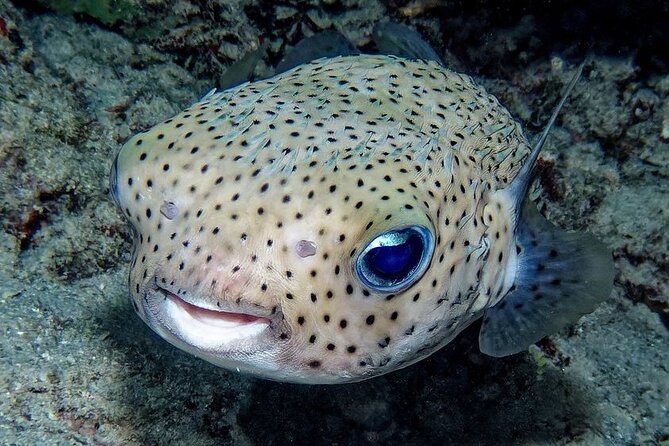 Snorkeling immersion in the wonders of Tahiti - What the small group changes