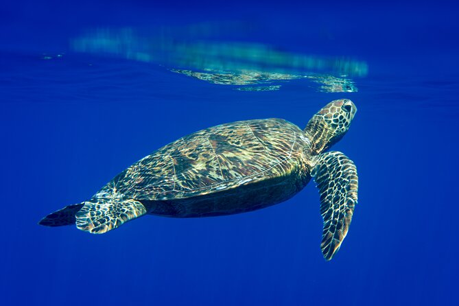 Snorkeling picnic in 4h30 with lunch in Tahiti - Key points to know before booking