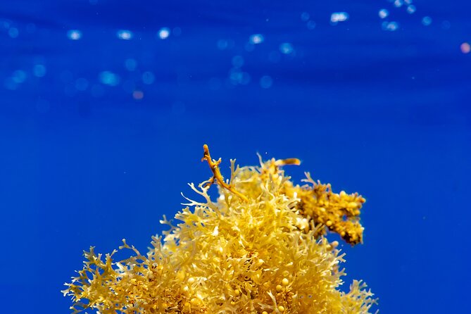 Snorkeling picnic in 4h30 with lunch in Tahiti - From Faaa harbor to Tahiti’s open water