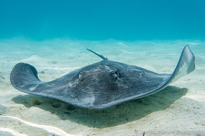 Snorkeling picnic in 4h30 with lunch in Tahiti - Coral gardens, freshwater springs, and turtles