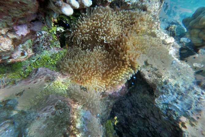 Snorkeling picnic in 4h30 with lunch in Tahiti - What the lunch adds to the experience