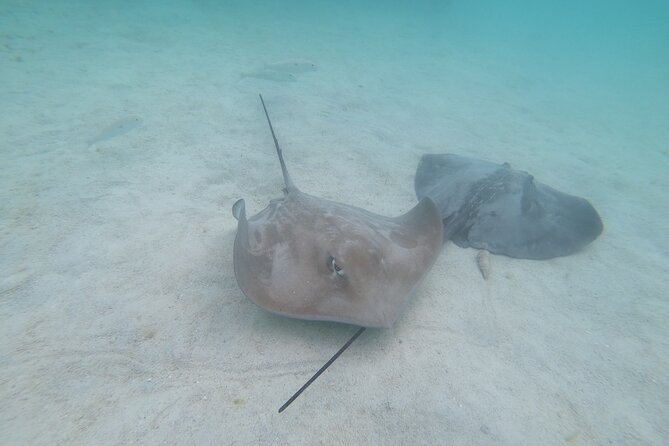 Snorkeling picnic in 4h30 with lunch in Tahiti - The crew makes a real difference