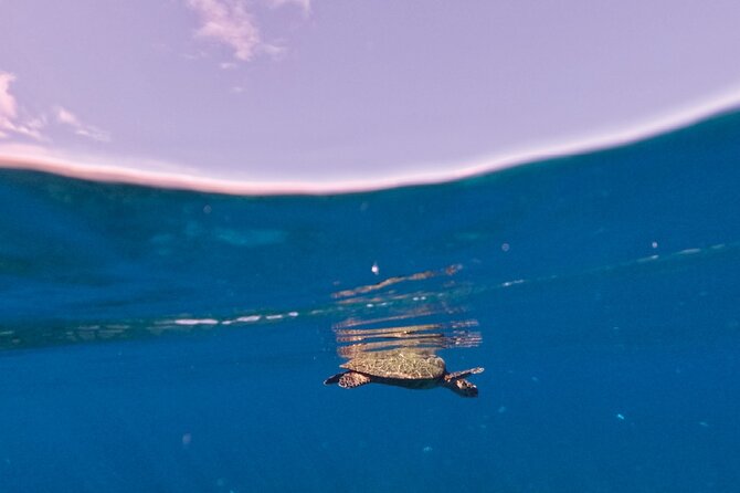 Snorkeling picnic in 4h30 with lunch in Tahiti - The important question: can you get back on the boat?