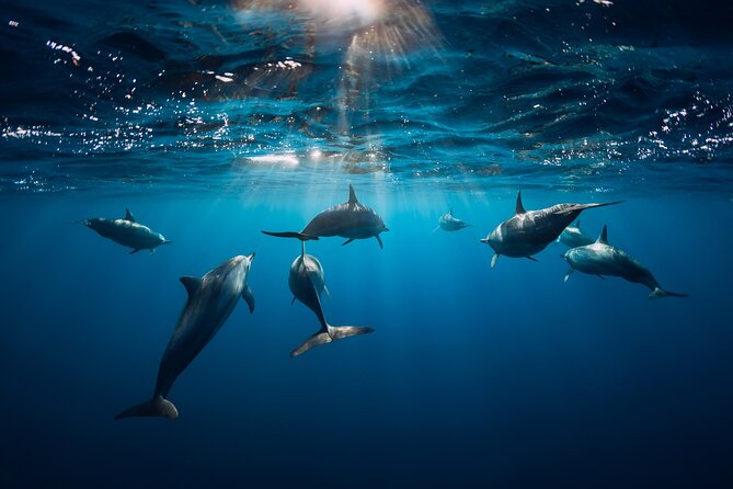 Snorkeling Safari Moorea (Half Day Tour) - Sea turtles and the limits of underwater viewing