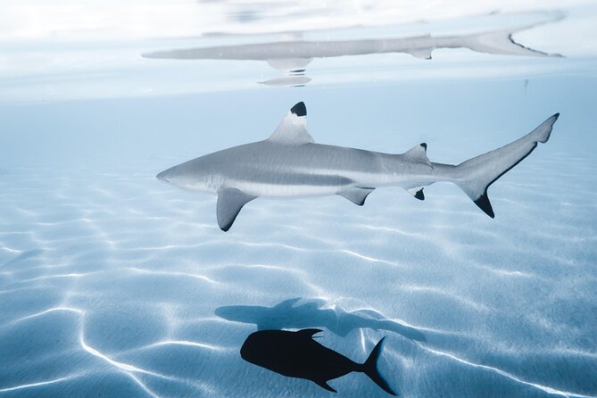 Snorkeling Safari Moorea (Half Day Tour) - Stingrays and blacktip reef sharks at the sandbar