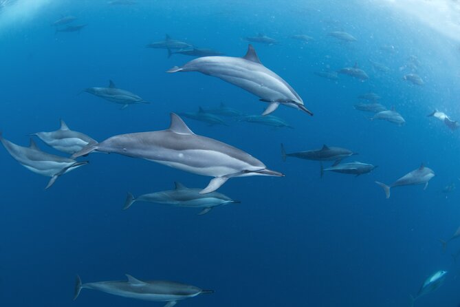 Snorkeling Safari Moorea (Half Day Tour) - Who should book this half-day outing