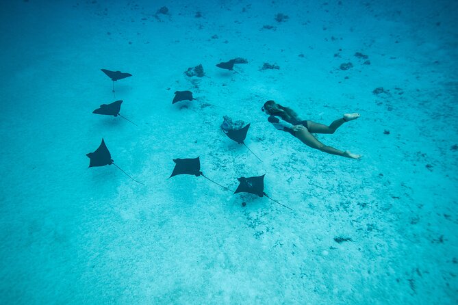 Snorkeling Tour in Moorea Aquatic Adventure Half Day - Coral, tropical fish, rays, and reef sharks