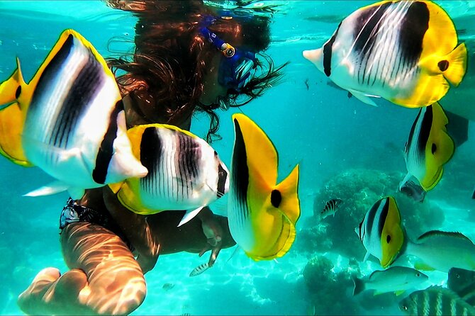 Snorkeling Tour in Moorea Aquatic Adventure Half Day - Why the four-hour schedule works