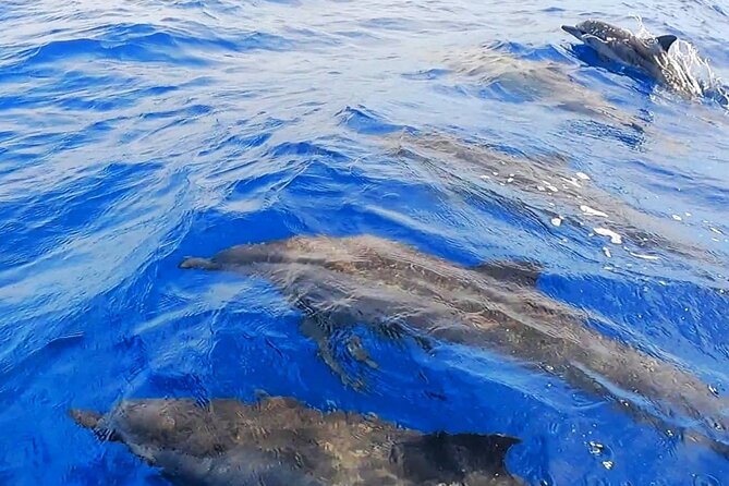 Snorkeling Tour in Moorea Aquatic Adventure Half Day - What is included, and what you still need