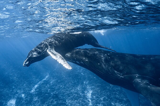 Swim in Moorea with Humpback Whales and More - Why Moorea’s whale season is worth planning around