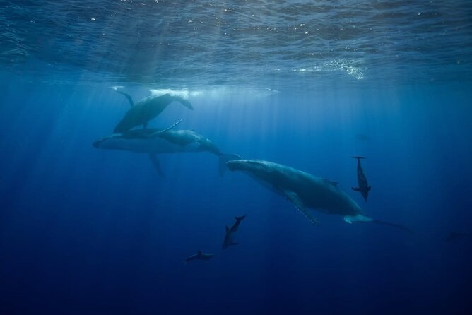 Swim in Moorea with Humpback Whales and More - Watching humpback whales from the boat