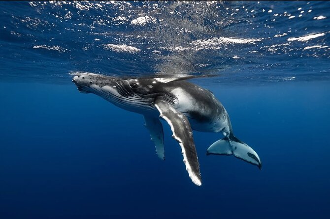 Swim in Moorea with Humpback Whales and More - Entering the water with whales