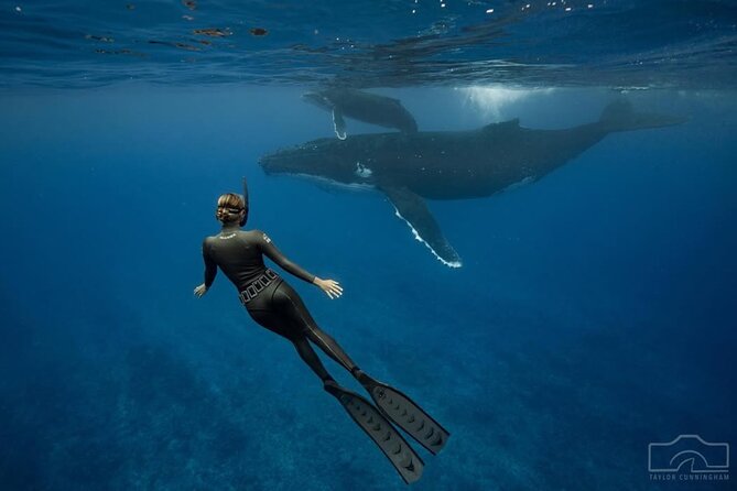 Swim in Moorea with Humpback Whales and More - Dolphins, sharks, and other marine life