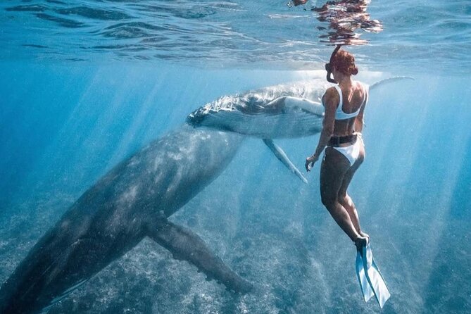 Swim in Moorea with Humpback Whales and More - What is included for a four-hour outing