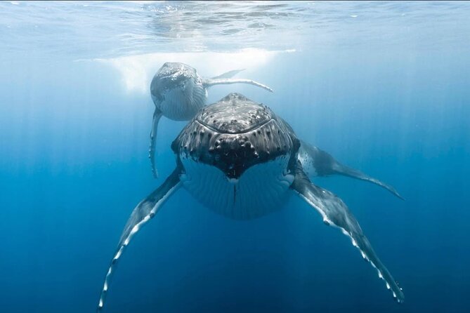 Swim in Moorea with Humpback Whales and More - Is $412.98 a fair price?