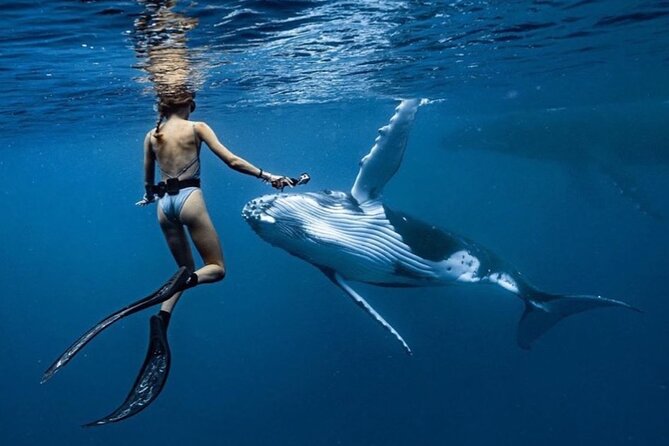 Swim in Moorea with Humpback Whales and More - Setting out from Moorea Moana Tours