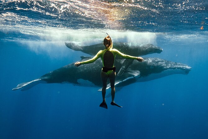 Swim with humpback whales - Key points to know before you book