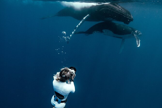 Swim with humpback whales - Why Moorea is a strong place for a whale swim