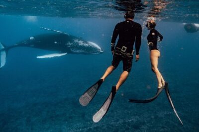 Swim with humpback whales
