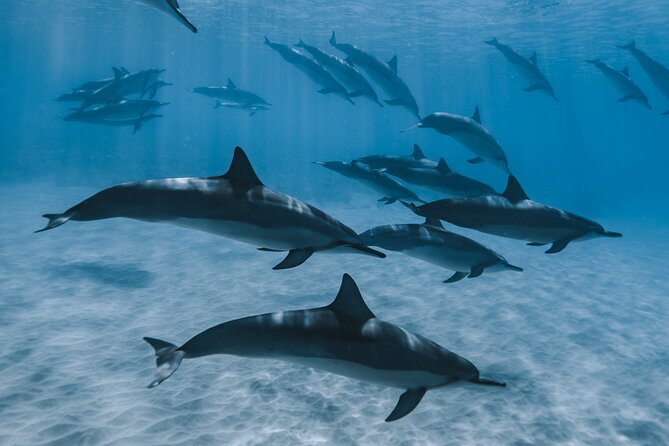 Swim with humpback whales - The lagoon stop with rays and black-tip sharks