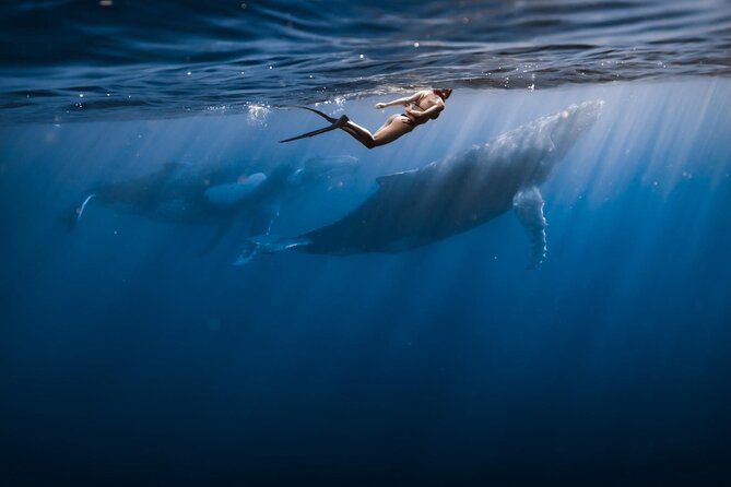 Swimming with Whales in Moorea (Half Day tour) - Key points to know before booking