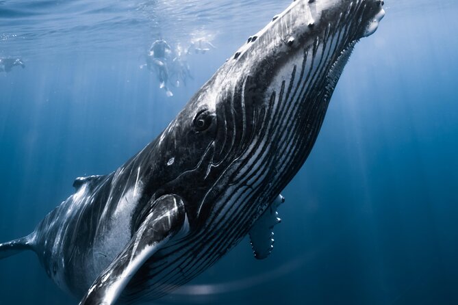 Swimming with Whales in Moorea (Half Day tour) - What the Moorea whale tour is really like