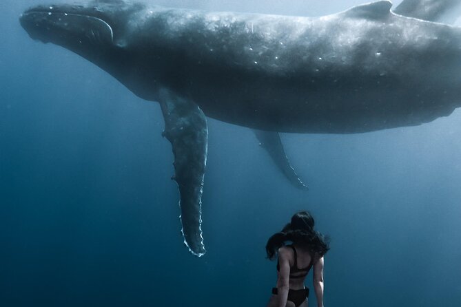 Swimming with Whales in Moorea (Half Day tour) - Dolphins, rays, sharks, and turtles
