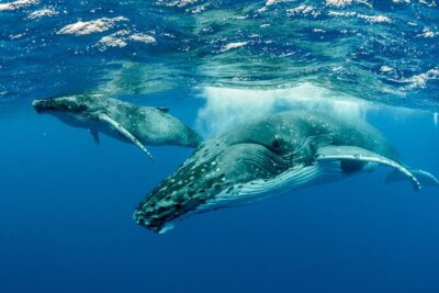 Swimming with Whales in Moorea (Half Day tour)