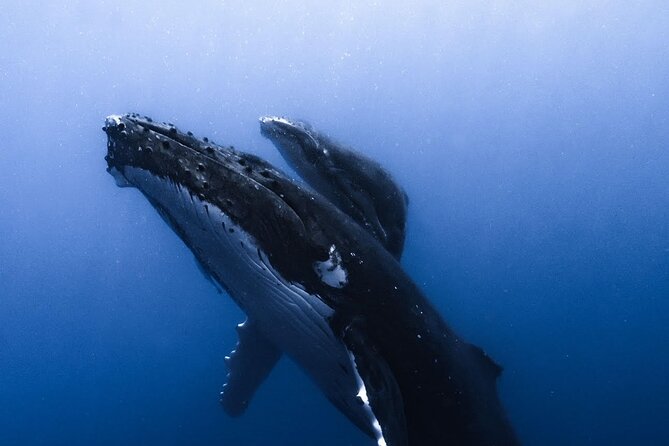 Swimming with Whales in Moorea (Half Day tour) - The guides and the safety approach