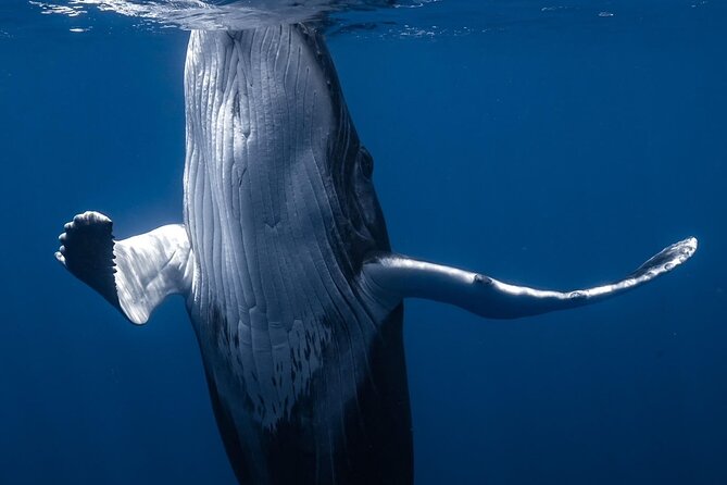 Swimming with Whales in Moorea (Half Day tour) - How much value do you get for $305.30?