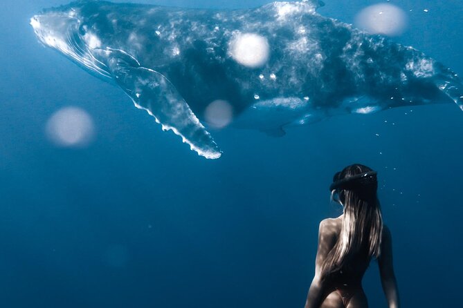 Swimming with Whales in Moorea (Half Day tour) - The best season and the role of weather