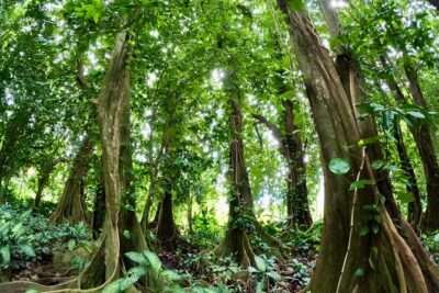 Taha’a Island or Raiatea Boat Tour