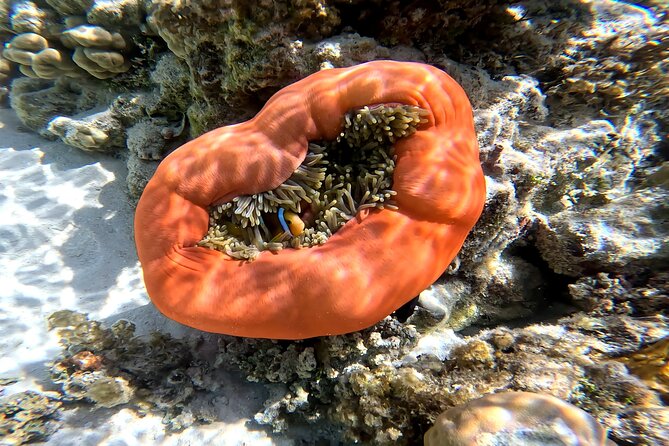 Tahaa Excursion in Electric Paddle Snorkeling Coral Garden - What happens between the main stops