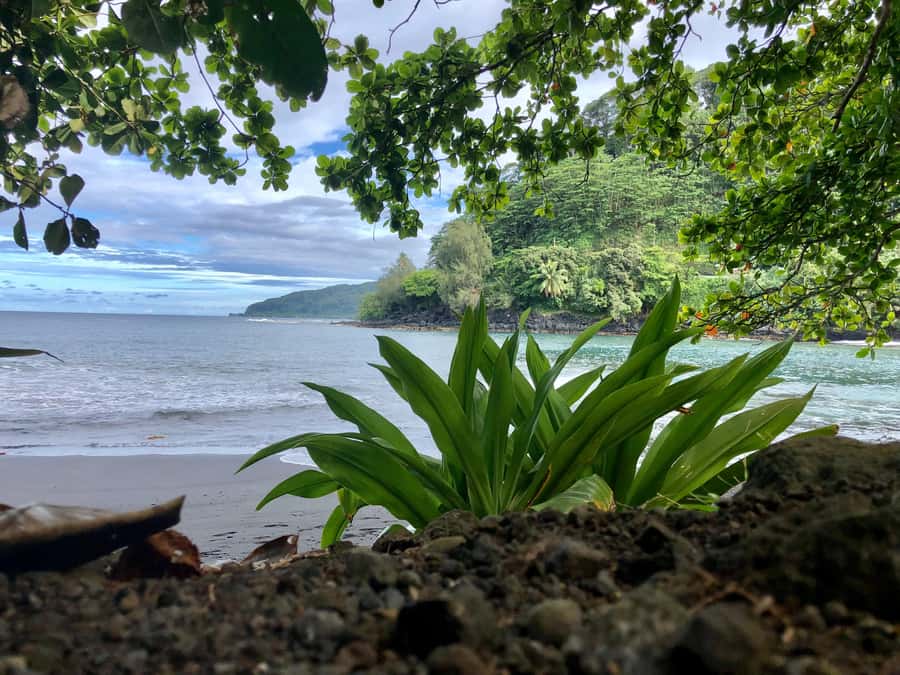Tahiti: East or West coast tour (Half Day) - Four hours is short, so choose with care