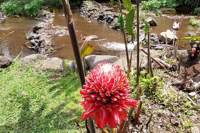 Tahiti Full Day Private Coastal Tour - Vaipahi Water Garden and the Papeari lunch stop